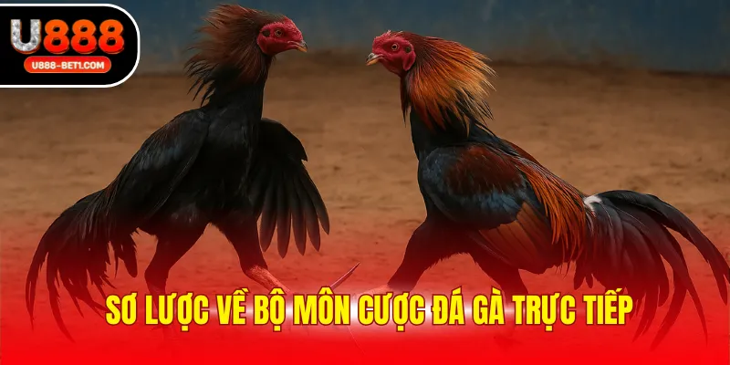 Sơ lược về bộ môn cược đá gà trực tiếp